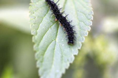 5 inachis romi 20 août 2013 014.jpg