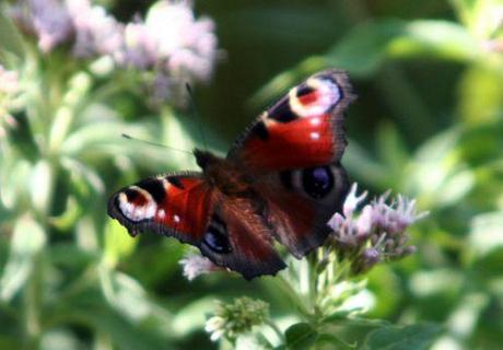 inachis ad romi 31 août 010.jpg