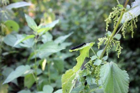 2 inachis romi 20 août 2013 028.jpg