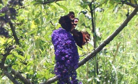 paon du jour couple 24 juin 045.jpg