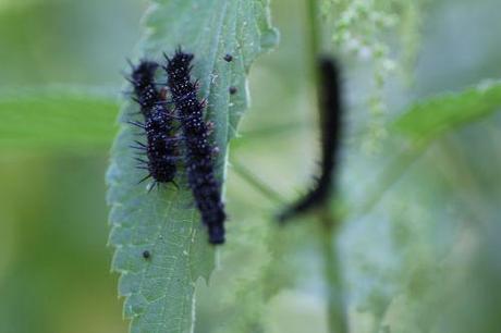 3 inachis romi 20 août 2013 006.jpg