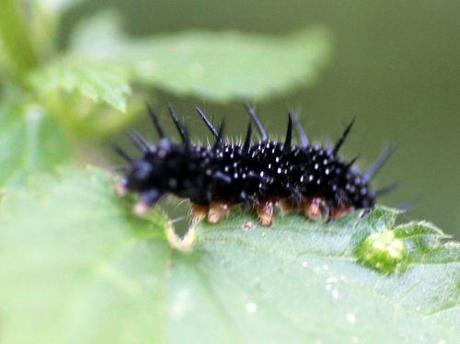 7 inachis grignote romi 20 août 2013 015.jpg