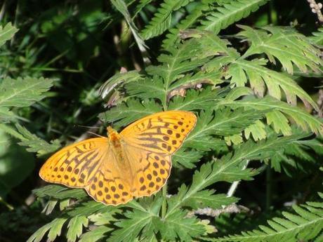 Papillon sur le sentier du Bérard, Chamonix