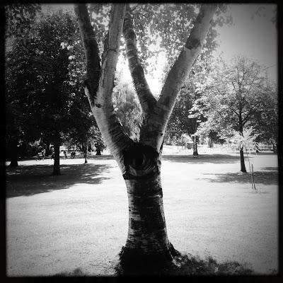 Aujourd'hui les arbres