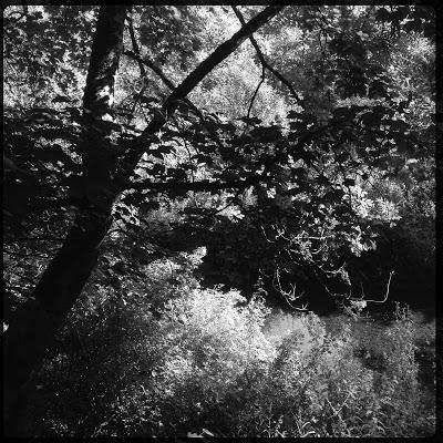 Aujourd'hui les arbres