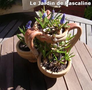 Récupération pot terre cuite phase plantation !