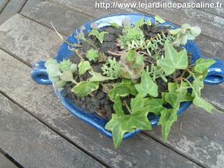 Récupération pot terre cuite phase plantation !