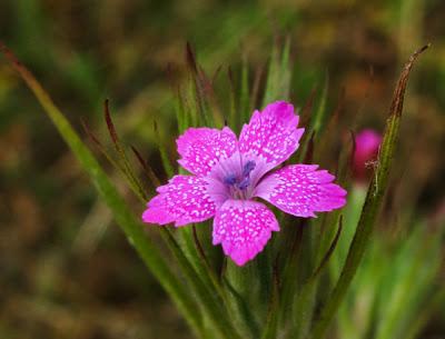 Dianthus armeria (Œillet velu)