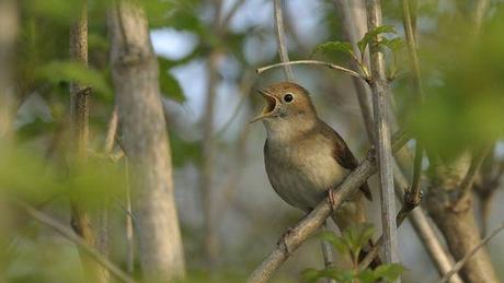 Les rossignols attendent la période hivernale au chaud, en Afrique. [Biosphoto/Jean-Lou Zimmermann]