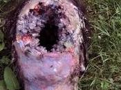 EXPO little Paradise Middelheim Park