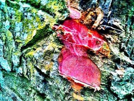 Le sanctuaire de papillons et forêt de Bobiri