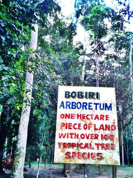 Le sanctuaire de papillons et forêt de Bobiri