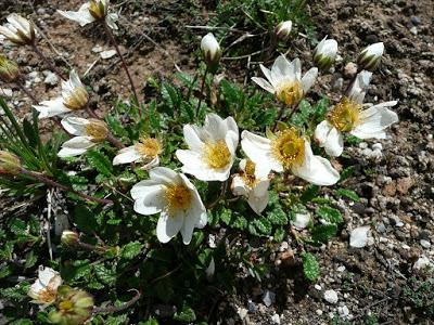 Fleurs alpines