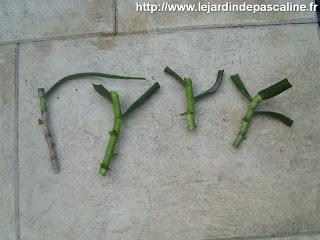 Bouturer Aloe Striatula
