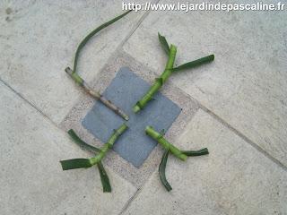 Bouturer Aloe Striatula