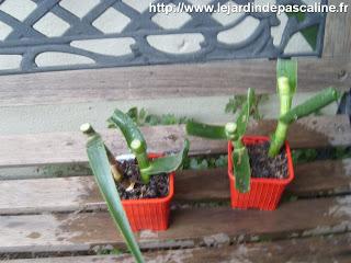 Bouturer Aloe Striatula
