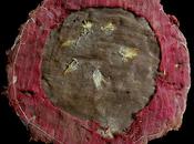 ancien bouclier plumes découvert dans temple Moche