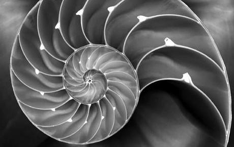 fractal-nautilus.jpg