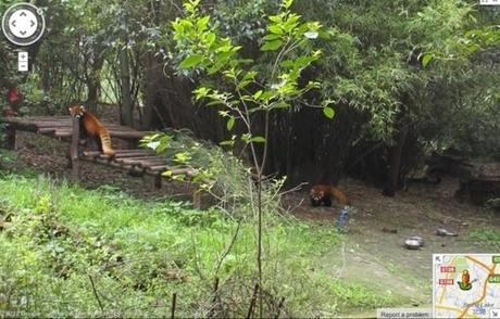 Google Maps et Street View permet la visite virtuelle au milieu des animaux....