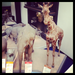 Londres 4# : Natural History Museum, Hyde Park et Buckingham Palace