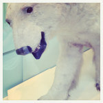 Londres 4# : Natural History Museum, Hyde Park et Buckingham Palace