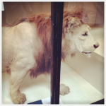 Londres 4# : Natural History Museum, Hyde Park et Buckingham Palace