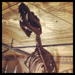 Londres 4# : Natural History Museum, Hyde Park et Buckingham Palace
