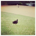 Londres 4# : Natural History Museum, Hyde Park et Buckingham Palace