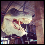 Londres 4# : Natural History Museum, Hyde Park et Buckingham Palace