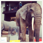 Londres 4# : Natural History Museum, Hyde Park et Buckingham Palace