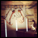 Londres 4# : Natural History Museum, Hyde Park et Buckingham Palace