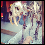 Londres 4# : Natural History Museum, Hyde Park et Buckingham Palace