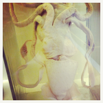 Londres 4# : Natural History Museum, Hyde Park et Buckingham Palace