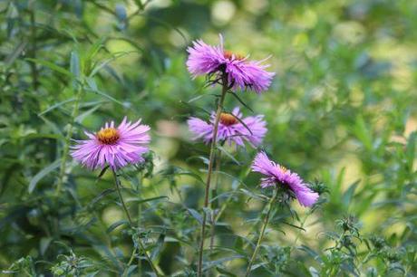 8 aster romi 20 août 2013 021.jpg