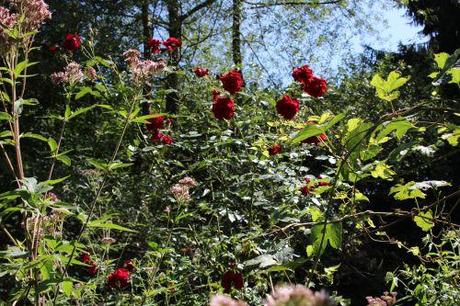 4 red parfum romi 20 août 2013 024.jpg