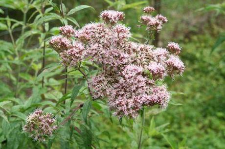 2 eupatoire romi 27 juil 071.jpg