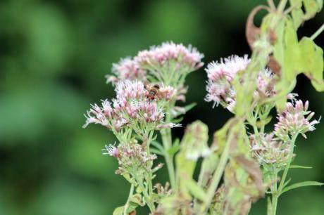 1 romi 24 août 2013 014.jpg