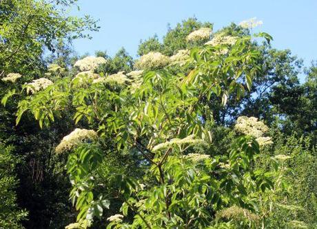 3 canadensis rec romi 3 août 2013 028 (1).jpg