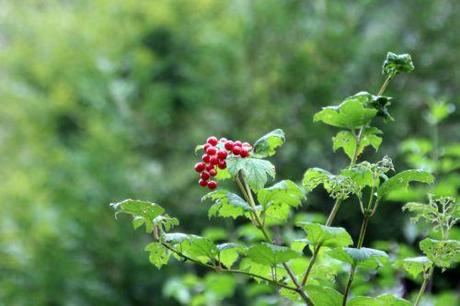 7 viburnum romi 24 août 2013 004.jpg