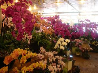 Le marché aux fleurs de Hongqiao