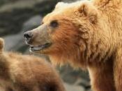 territoire grizzli documentaire animalier soir France