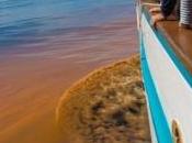 Phenomer. L'Ifremer fait appel citoyens pour récolter informations microalgues marines