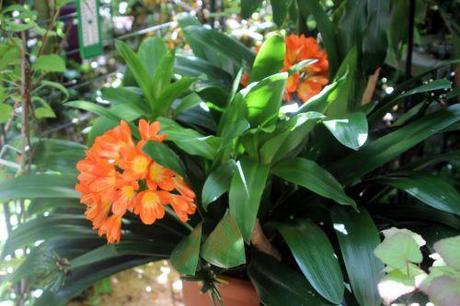 2 clivia 10 juillet 2013 001 (1).jpg