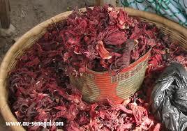 L'hibiscus dans tous ses états