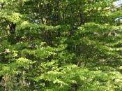 Parrotia persica 'Pendula'