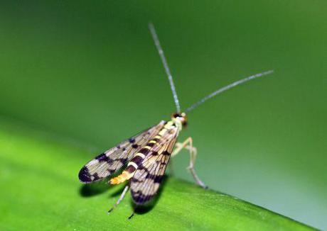 2 mouche scorpion 27 août 2013 017.jpg