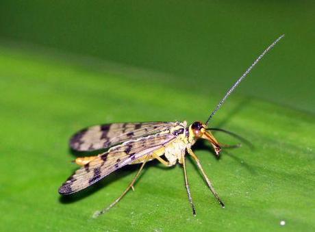 3 mouche scorpion 27 août 2013 008.jpg