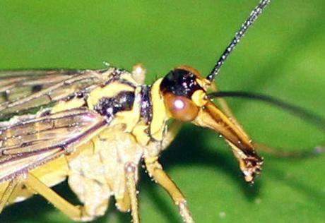 mouche scorpion tête 27 août 2013 008.jpg