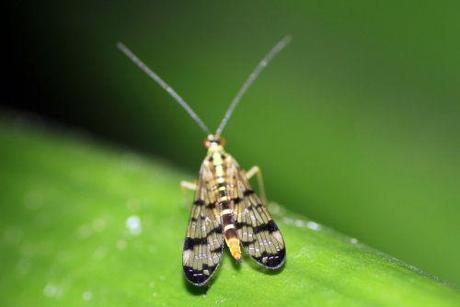 1 mouche scorpion  27 août 2013 022.jpg