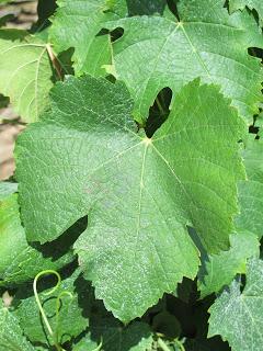 Le Fel, village vigneron dans l'Aveyron